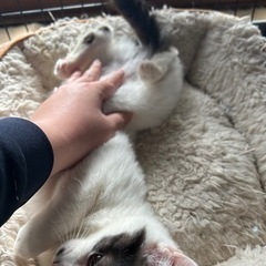 ふわふわ猫ちゃんです🐱飼い主不在確認済み - 結城市