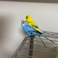 【再募集】セキセイインコ(青、黄)ペア