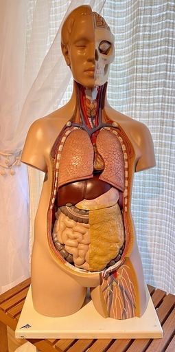 値下げしました♪ 人体模型・等身大サイズ（中古：超特価、早い者勝ち！）12万→9,800円