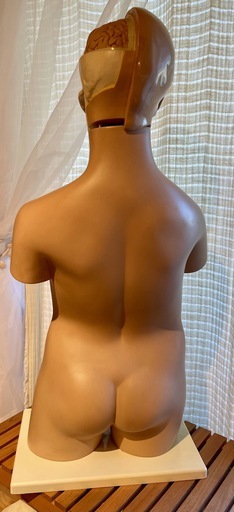 値下げしました♪ 人体模型・等身大サイズ（中古：超特価、早い者勝ち！）12万→9,800円