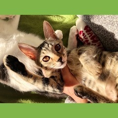 4日(日)12日(月)譲渡会😻ウサギみたいな尻尾ボブテイルのシシ...