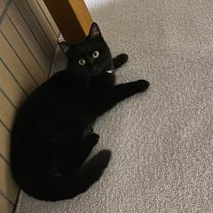 可愛い黒猫ちゃん🐈‍⬛💓　