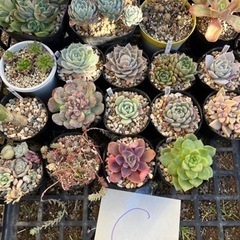 多肉植物G