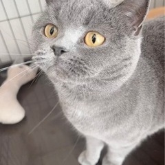 🩷ブリティッシュショートヘアの女の子🩷ご家族さま決まりました🐣✨