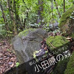 都心からアクセスしやすい散骨スポット　【小田原の森】
