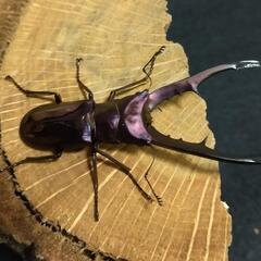 メタリフェルホソアカクワガタ 成虫ペア パープル血統