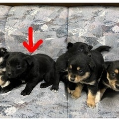 生後1か月〜の子犬のお迎え先探してます！