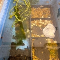 MIXめだか　10匹まで。　50円/匹　自家繁殖の画像