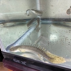 ポリプテルス　ラプラディ　2匹