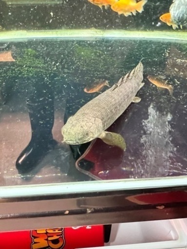 ポリプテルス　パルマス　３匹