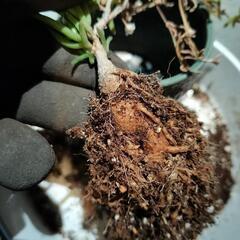 メストクレママクロリズム　塊根植物の画像