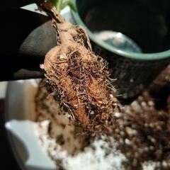 メストクレママクロリズム　塊根植物の画像