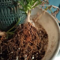 メストクレママクロリズム　塊根植物の画像