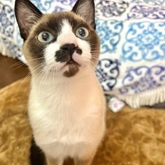 猫(オス)もらってくれる方募集します