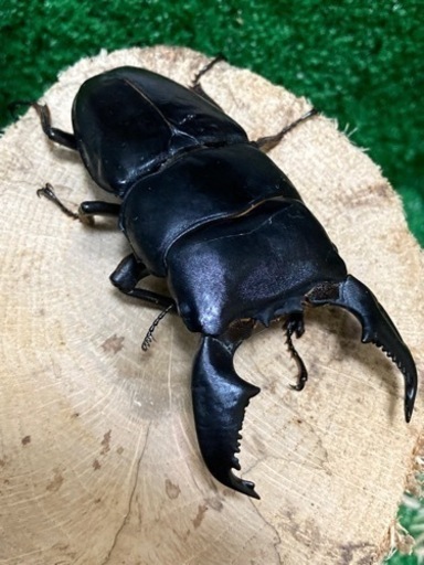 クワガタ（スマトラオオヒラタ）大型血統