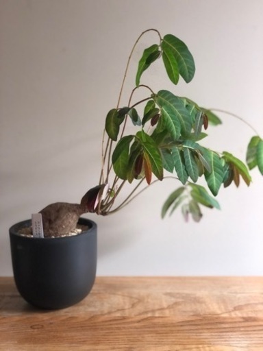 フィランサスミラビリス　休眠運動　良型