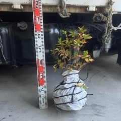 ヒラドツツジ 生活雑貨 家庭用品 ガーデニング