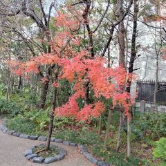 アラフィフ女子👩　市川船橋小岩　ランチカフェ − 東京都