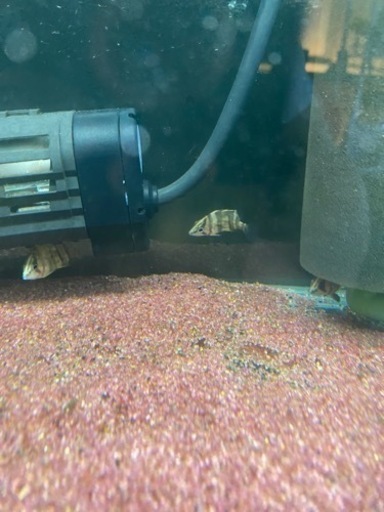 ダトニオ　リアルバンド