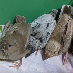 シルバー文鳥、シナモン文鳥入りました