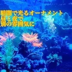 アリエル　リトルマーメイド　レイアウト水槽　メダカ　ジブリ　ポニョ　オーナメントの画像