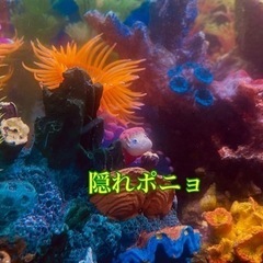 アリエル　リトルマーメイド　レイアウト水槽　メダカ　ジブリ　ポニョ　オーナメントの画像