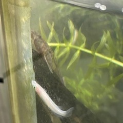 メダカ(ミックス)･ドジョウ･水槽(約25㎝角)･ヒーター･ライ...
