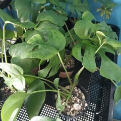 (観葉植物)ヒメモンステラ/モンステラㅤ黒ポットㅤ３号鉢