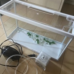 水槽　テトラ　