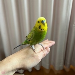 セキセイインコ ♂ 里親募集です
