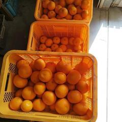 はっさくと甘夏みかんの画像