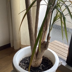 ★お値引き ドラセナ コンシンネ 10号 (観葉植物)  本物•良品の画像