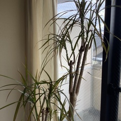 ★お値引き ドラセナ コンシンネ 10号 (観葉植物)  本物•良品の画像