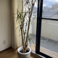 ★お値引き ドラセナ コンシンネ 10号 (観葉植物)  本物•良品