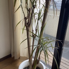 ★お値引き ドラセナ コンシンネ 10号 (観葉植物)  本物•良品の画像