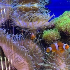 サンゴイソギンチャク(海水魚)