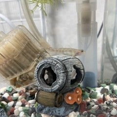 受渡者決定　ヨシノボリ･水槽(20×20×10)･ロカボーイコンパクトの画像