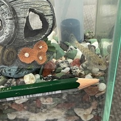 受渡者決定　ヨシノボリ･水槽(20×20×10)･ロカボーイコンパクトの画像