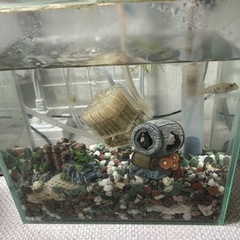 受渡者決定　ヨシノボリ･水槽(20×20×10)･ロカボーイコンパクト