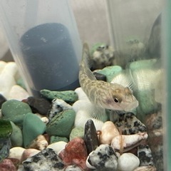 受渡者決定　ヨシノボリ･水槽(20×20×10)･ロカボーイコンパクトの画像