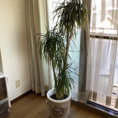 ★お値引き ドラセナ コンシンネ 10号 (観葉植物)  本物•良品の画像