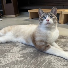 一歳前後の雄猫　去勢済み　