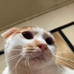 スコティッシュオス子猫