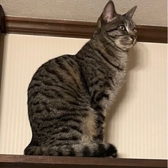 きれいなサバトラの女の子 - 猫