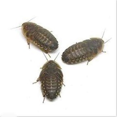 爬虫類や鳥類のエサにデュビア‼︎
