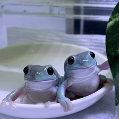 カエル好きさん集まれ🐸