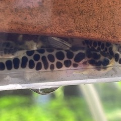 ゴールデンレオパードタティア２匹1000円