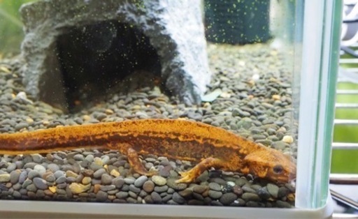 アマミシリケンイモリ　国内cb