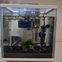 ⭐熱帯魚⭐飼育セット一式　画像全て
