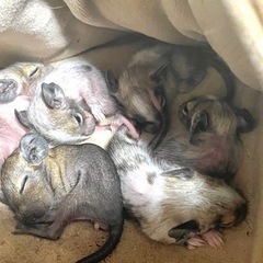 【2024年生まれ】デグー赤ちゃんお譲りします 5匹